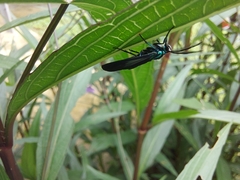 Uranophora terminalis