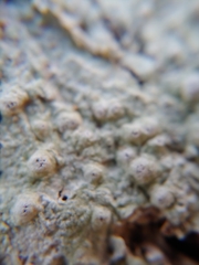 Pertusaria paratuberculifera