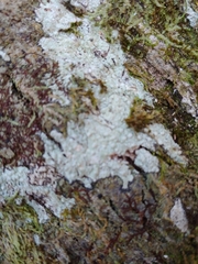 Pertusaria paratuberculifera