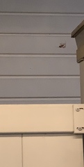Araneae