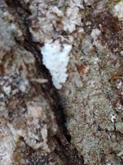 Phlyctis boliviensis