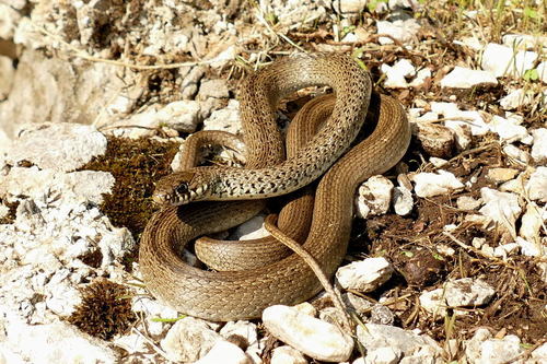 Balkan Whip Snake, photo 3 of 8