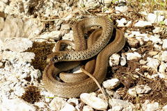 Balkan Whip Snake photo 4