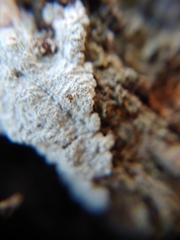 Phlyctis boliviensis