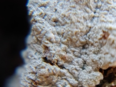 Phlyctis boliviensis