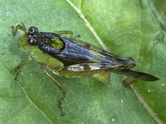 Paulinia acuminata