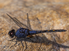 Trithemis festiva
