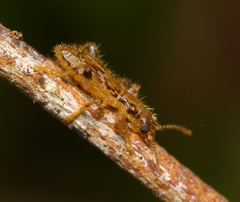 Lemidia aptera