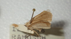 Athetis gluteosa
