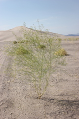 Carsonia sparsifolia