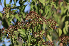 Pluchea carolinensis