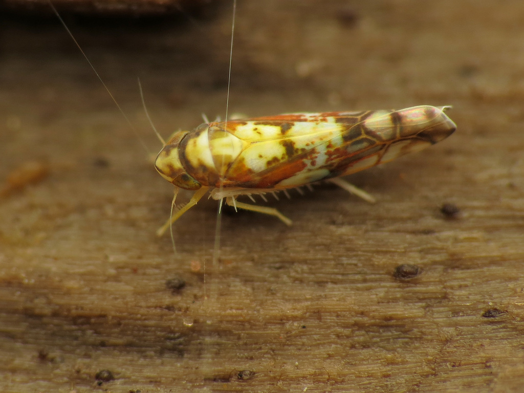 Eupterella