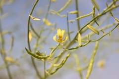 Carsonia sparsifolia