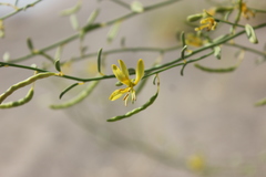 Carsonia sparsifolia
