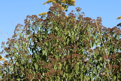 Pluchea carolinensis