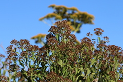 Pluchea carolinensis