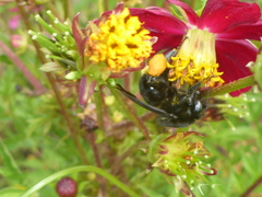 Bombus mexicanus