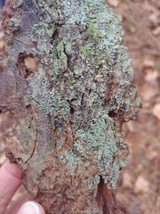 Cladonia ravenelii