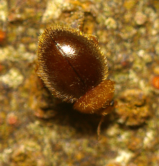 Adoxellus flavihirtus