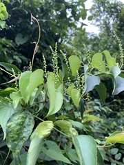 Dioscorea cotinifolia