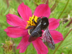 Bombus mexicanus
