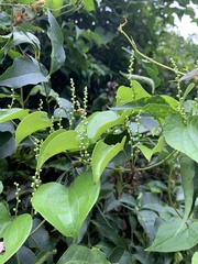 Dioscorea cotinifolia