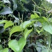 Dioscorea cotinifolia - Photo (c) Troos van der Merwe,  זכויות יוצרים חלקיות (CC BY-NC), הועלה על ידי Troos van der Merwe