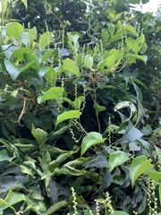 Dioscorea cotinifolia