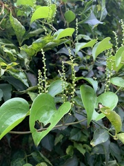 Dioscorea cotinifolia