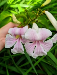 Bignonia aequinoctialis