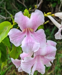 Bignonia aequinoctialis