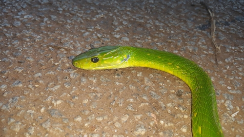 Photo of a Green Mamba (Dendroaspis angusticeps)