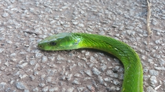 Dendroaspis angusticeps