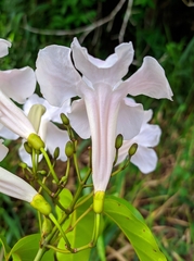 Bignonia aequinoctialis
