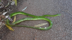 Dendroaspis angusticeps