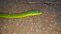 Dendroaspis angusticeps