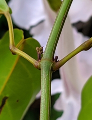 Bignonia aequinoctialis