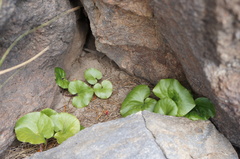 Asarum wagneri