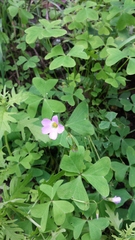 Oxalis