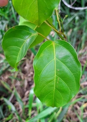 Bignonia aequinoctialis