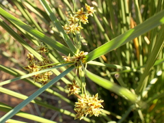 Cyperus sexangularis