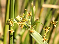 Cyperus sexangularis