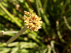Cyperus sexangularis