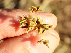 Cyperus sexangularis