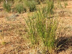 Cyperus sexangularis