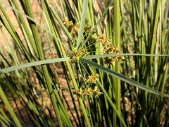 Cyperus sexangularis