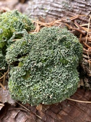 Cladonia strepsilis
