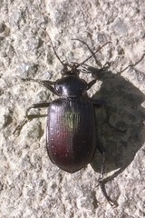 Calosoma vagans