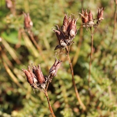 Hypericum orientale