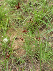 Cyperus rupestris